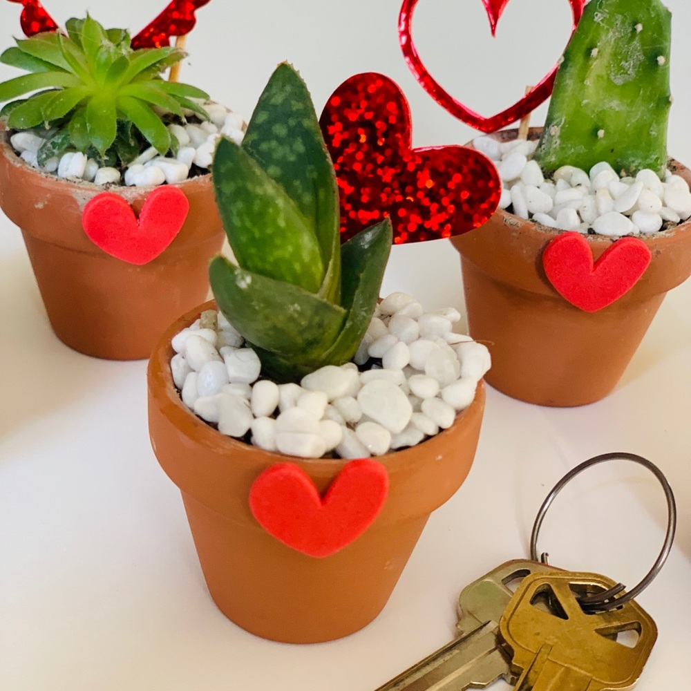 5 Real Mini Potted Succulents